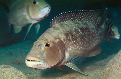 Lepidiolamprologus profundicola 'Kanoni'